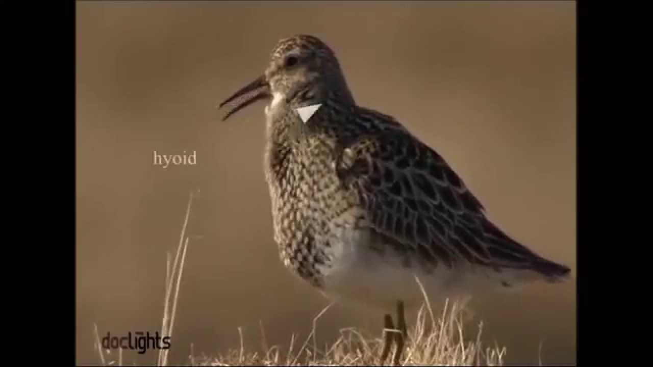 The Auk : The functional morphology of male courtship displays in the Pectoral Sandpiper...