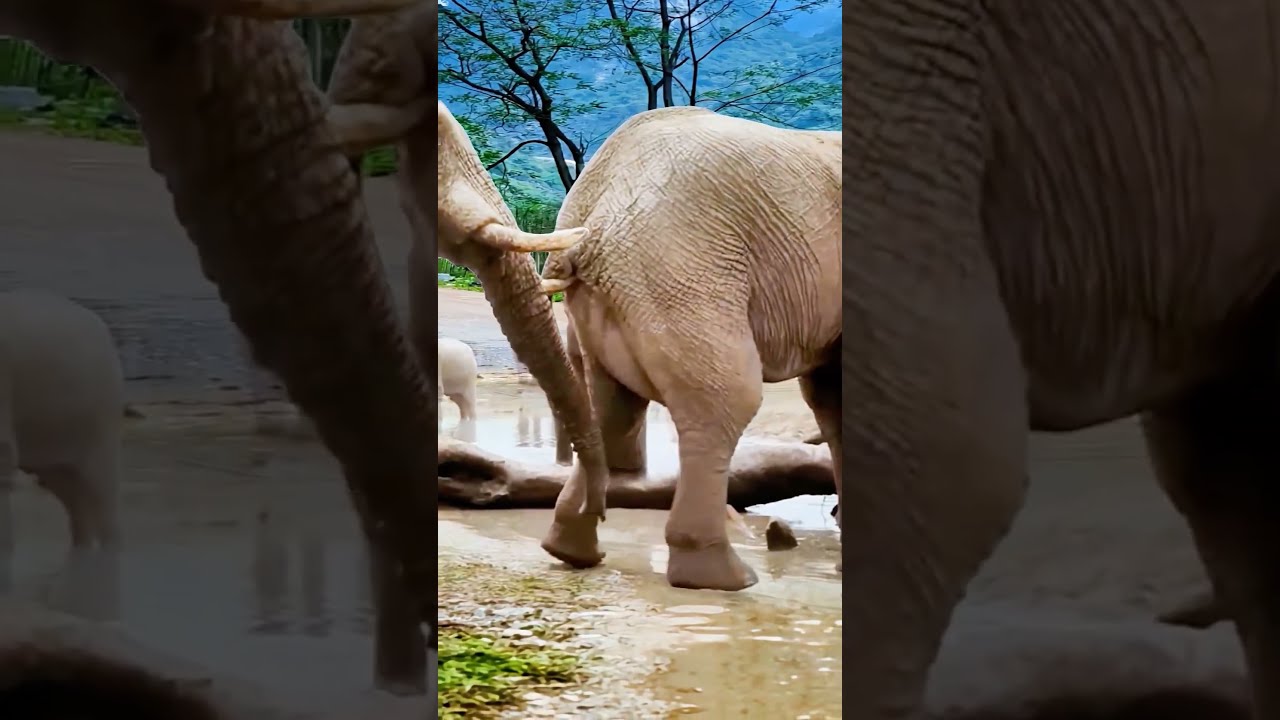 Elephant Funny Short Youtubeshorts Animals Animalattitude Trendingshorts Shortvideo Shorts