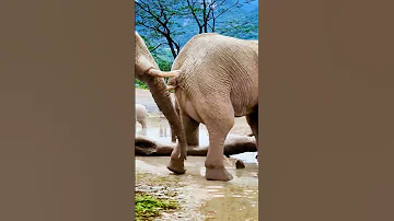 Elephant Funny Short Youtubeshorts Animals Animalattitude Trendingshorts Shortvideo Shorts 