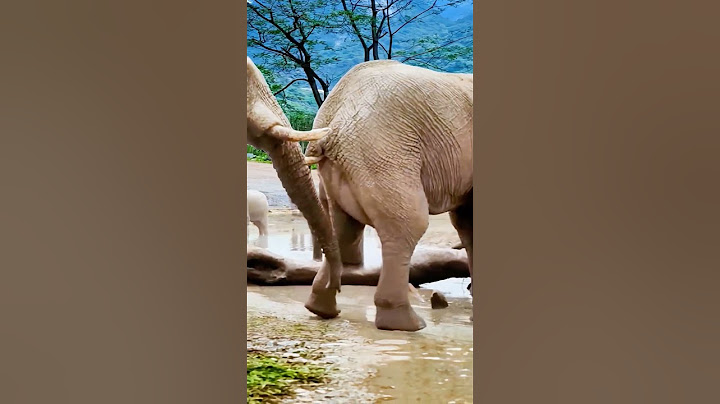 elephant 🐘 funny short 😀😎#youtubeshorts #animals #animalattitude #trendingshorts #shortvideo #shorts
