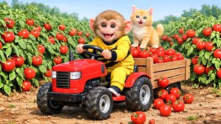 Monkey Drives a Tractor to Harvest Tomatoes & Rescue a Kitten | Monkey Farm Work