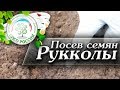 🌿 Посев Руколлы. Когда и как посеять рукколу.