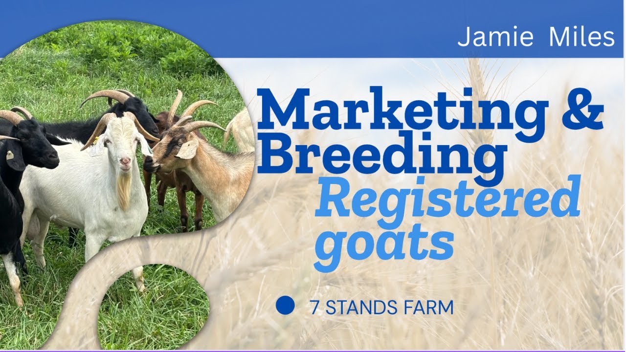 How to sell more goats and make more Money/ how to market goats 