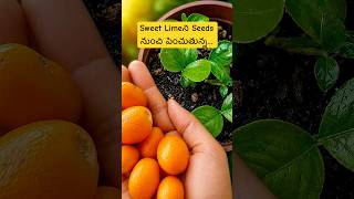 How to Grow Sweet Limes From Seed #gardening#gardeningtips#ytshorts