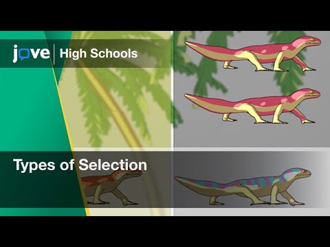 Types of Selection | Bio | Video Textbooks - Preview
