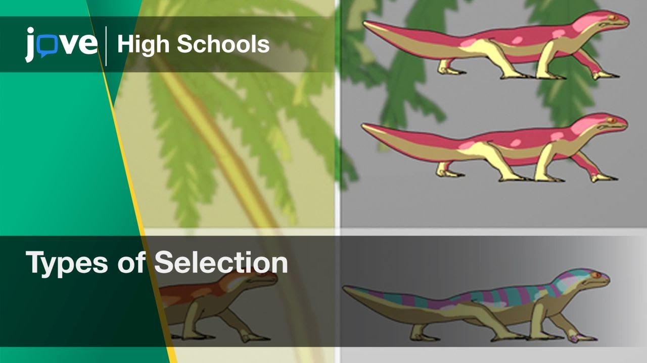 Types of Selection | Bio | Video Textbooks - Preview - YouTube
