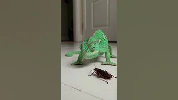 You Ve Never Seen A Chameleon S Tongue Hunt Like This Watch Till The End 