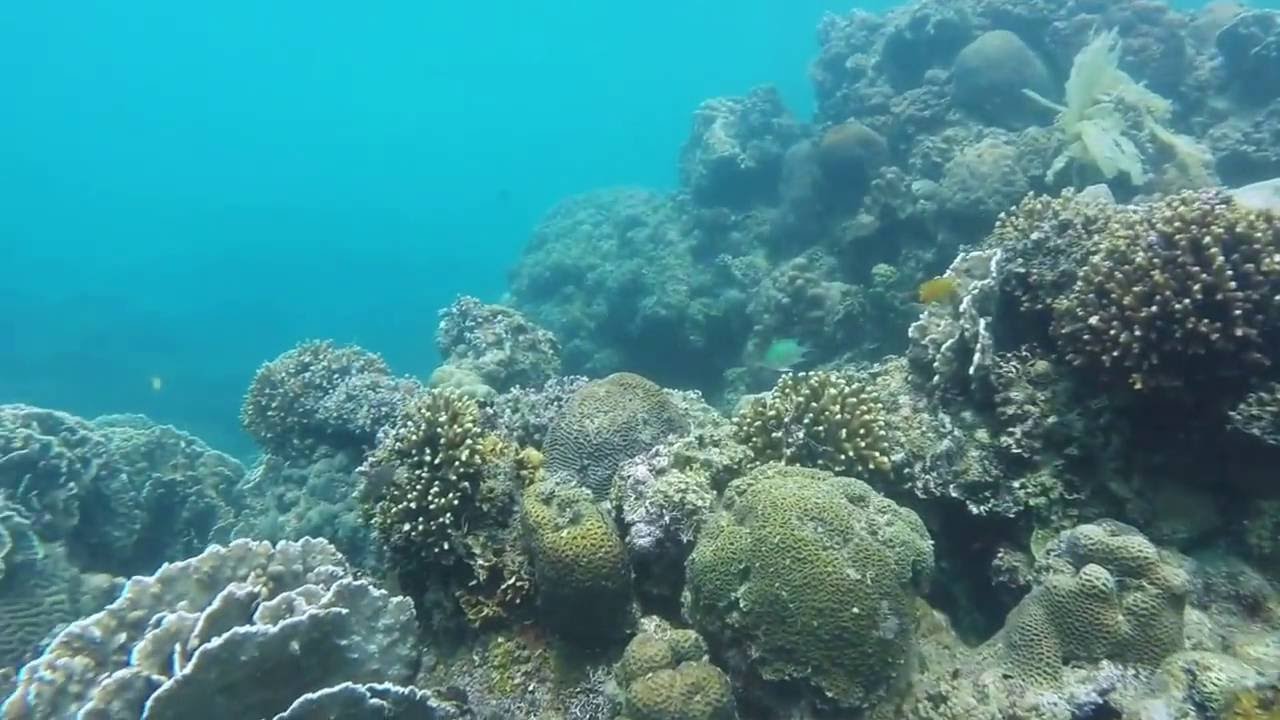 Skin Diving in the Philippines YouTube
