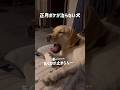 正月ボケが治らない犬★#shorts #ラブラドールレトリバー #labradorretriever #dog #癒し #可愛い
