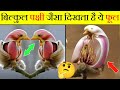 🔴 बिल्कुल पक्षी जैसा दिखता है ये फूल🔥 Bilkul pakhi jesa dikhta hai ye flower ||fact 70