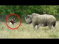 10 Encuentros Con Rinocerontes Más Increíbles
