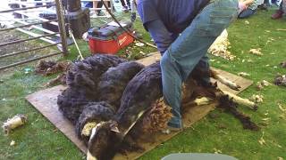 Sheepshearing Festival 2018