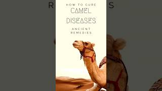 Camels are fed Poisonous SNAKES