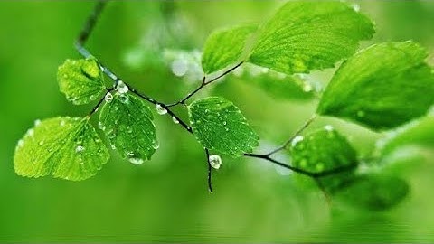 Water Drops ।। Macro Video