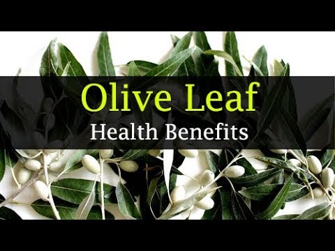 10 Olive Leaf Benefits for Cardiovascular Health & Brain Function