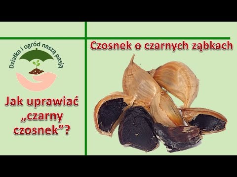Wideo: Czosnek Czarny