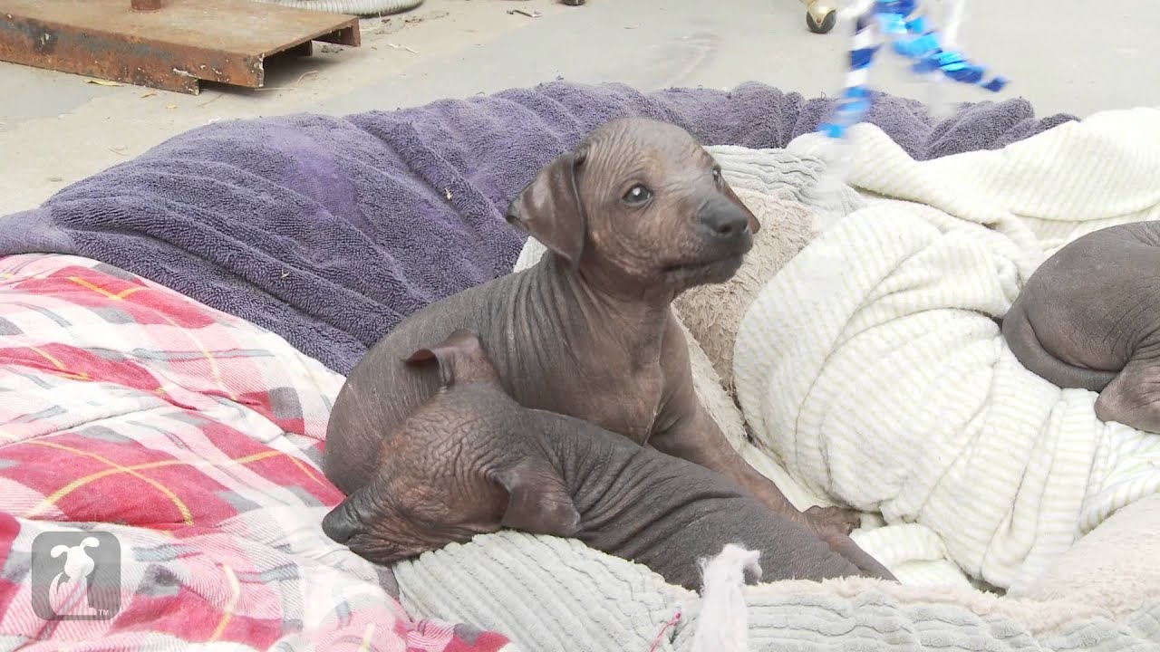 Peruvian Puppy and Ribbon: The Perfect Match
