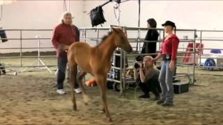 Behind-the-Scenes Look at a Photoshoot for Jill Greenberg's "Horses"