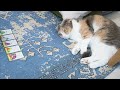 「なんやねん、百人一首て…」な猫【スコティッシュフォールド】