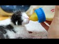A human hand as a mother   the lonely rescue kitten 