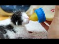 A Human Hand as a Mother 👐 - The Lonely Rescue Kitten 🐱