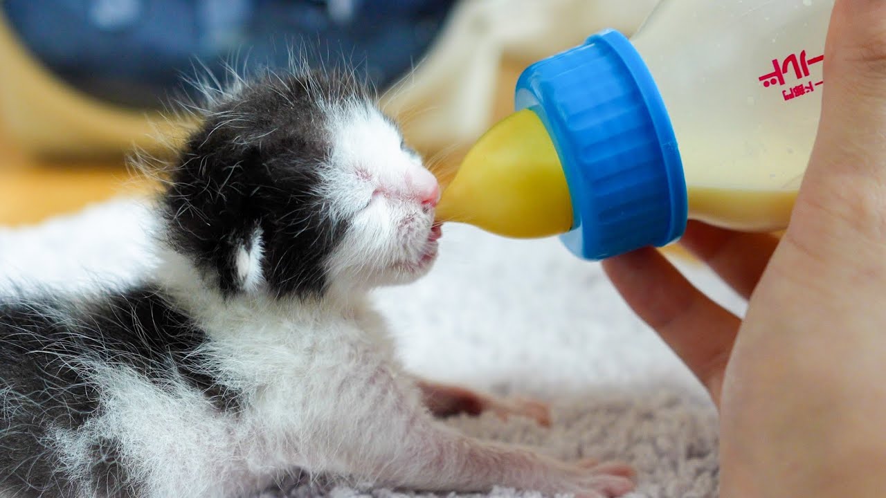 A Human Hand as a Mother 👐 - The Lonely Rescue Kitten 🐱 - YouTube