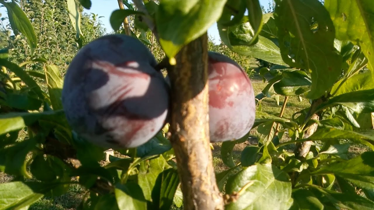 Слива Блэк Сплендор Купить Саженцы