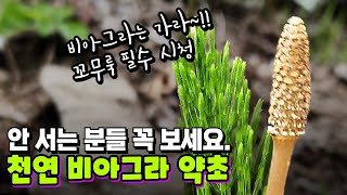 부부관계 다시 뜨겁게 만들어주는 천연 비아그라 약초