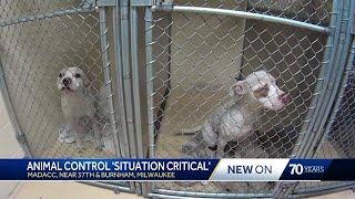 Milwaukee animal shelter in crisis, caring for nearly 400 animals
