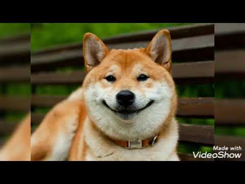 СМЕШНОЕ ВИДЕО 'УЛЫБКИ ЖИВОТНЫХ' 😆😃😂🐶🐒🦁🐎#хорошеенастроение