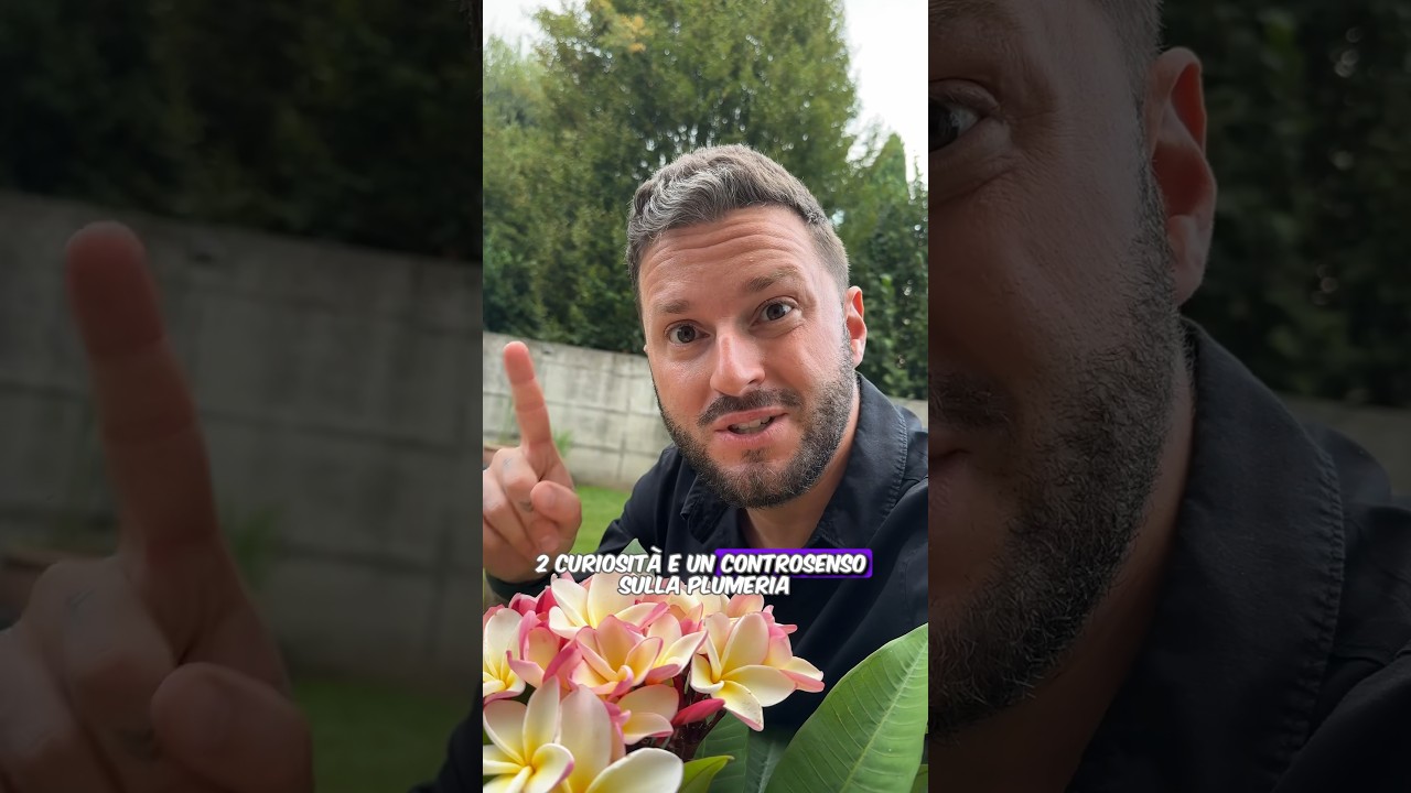 Plumeria o Frangipane, due curiosità e un controsenso