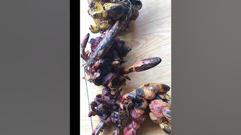 cách chọn nấm ngọc cẩu tươi để ae ngâm rượu nè