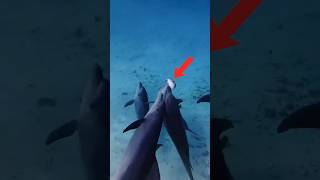 weird dolphins #usa