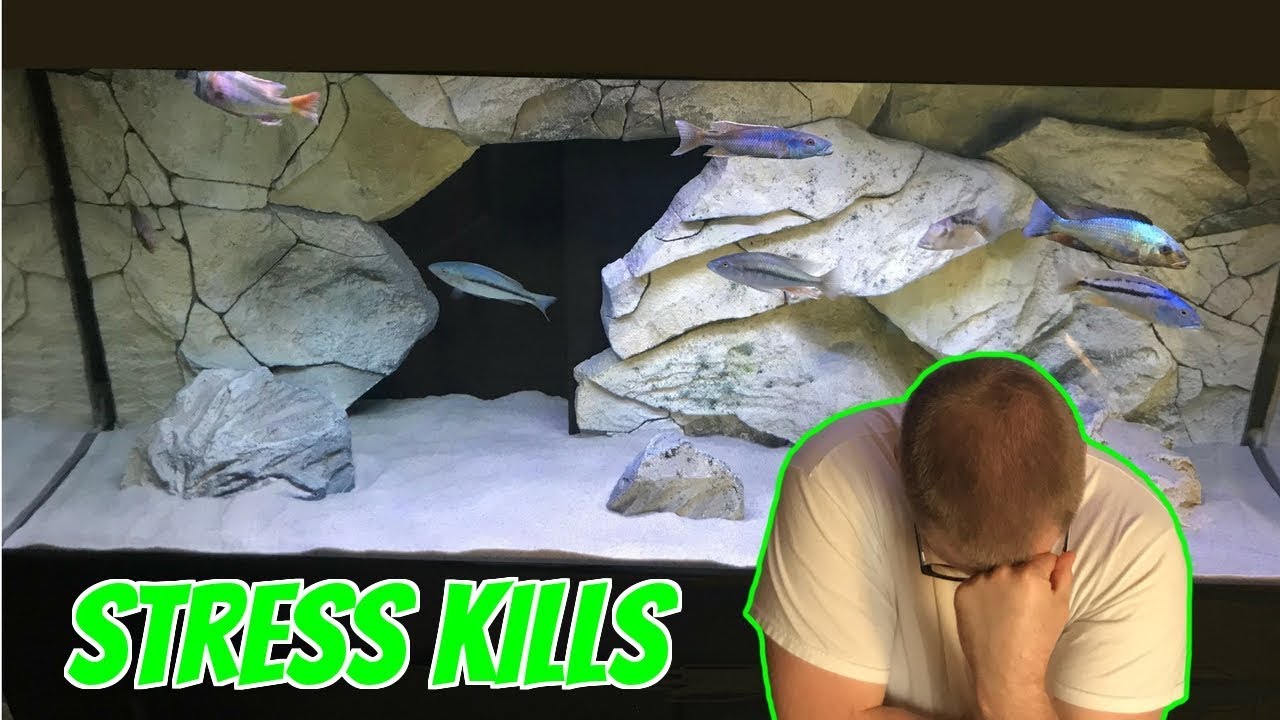 STRESS IS A SILENT KILLER , IF Your Aquarium Fish Are Doing The Following ACT FAST Or They Can Die - YouTube