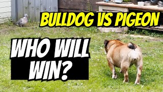 DAY 308: BULLDOG VS PIGEON | WHO WILL WIN?
