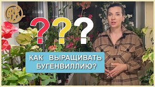 видео: как выращивать бугенвиллию картинка: как выращивать бугенвиллию