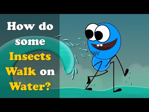 How do some Insects Walk on Water? + more videos | #aumsum #kids #science #education #children