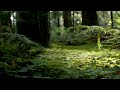 Natural forest sounds  asmr  our green planet  bbc earth