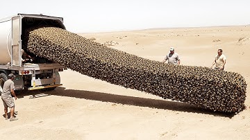They Released Millions of Frozen Bees Into Sahara and Left Them for a Year. Result Shocked the World