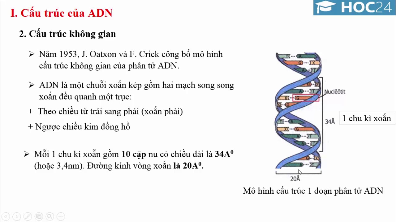ADN là gì Mô tả cấu trúc không gian của ADN và ARN