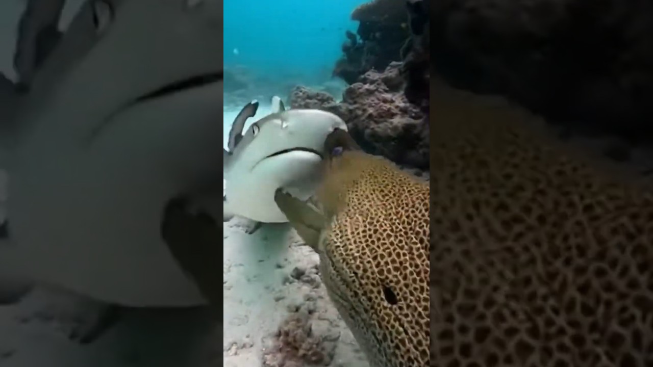 This Shark Chose the Wrong Prey