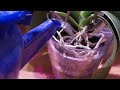 Как восстановить корни у орхидеи? Самый простой способ.