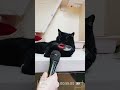 Интервью у котиков