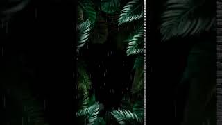 Black Wildlife Cat Felid In Fall Animated