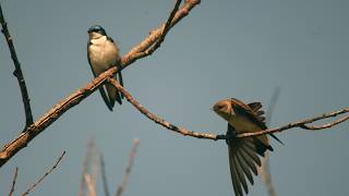 Iona Beach Regional Park Tree swallows 2026 04 25