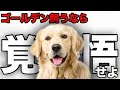 【解説】迎える前に1度見て!ゴールデンレトリバーの魅力や注意点について教えます!