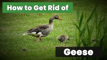 Expert Tips: How to Get Rid of Geese Without Hassle