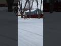 DEER SKIPS DOWN A SNOWY STREET#wildlife#nature#animals#shorts#funny#snow#outdoors#shortsfeed