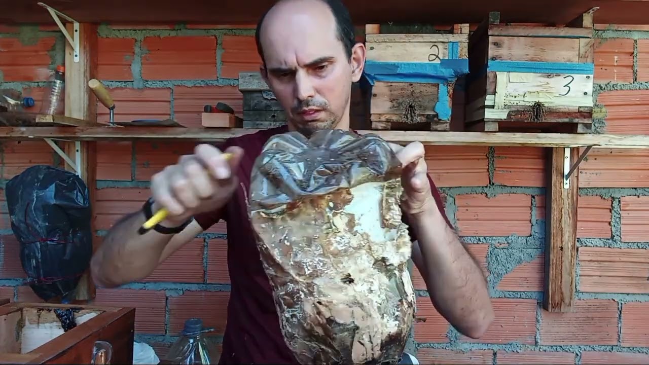 Transferência de Mirim Droriana na pratica. Olha como foi!🐝🐝🐝