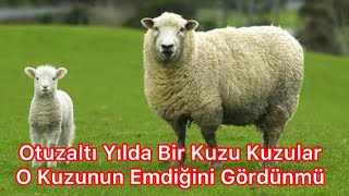 Arş - I Kürsi Kalem Almadan Düzler - Ali Yar Ali Yar - Cangül Kanat - Tinyabalı Resimi